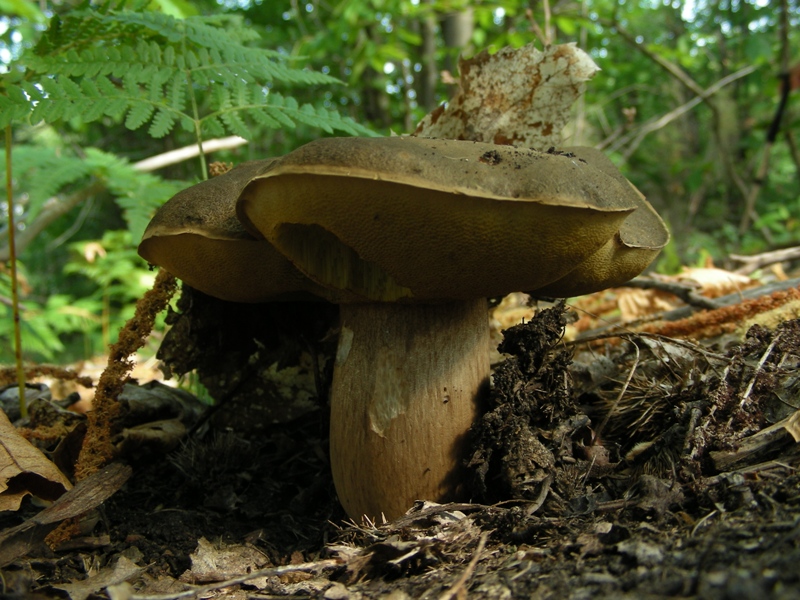 Un polentone in castagneto